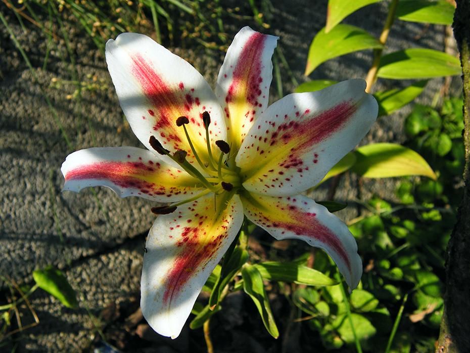 Noch mehr Lilien