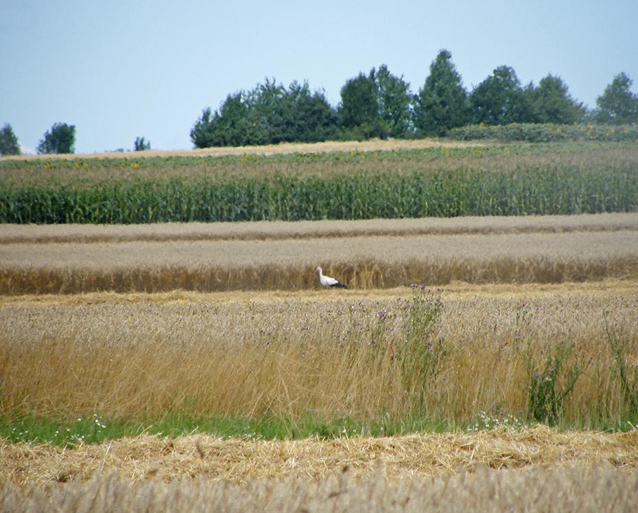 Ein einsamer Storch im Feld?