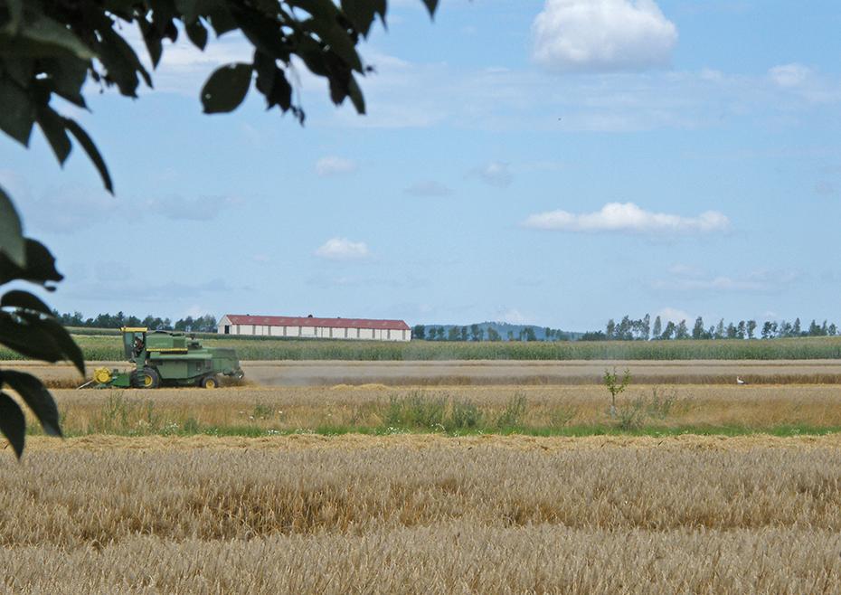 Nein, ein kluger Storch im Feld.