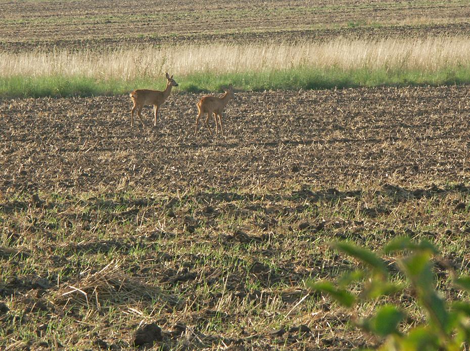 Zutrauliche Rehe