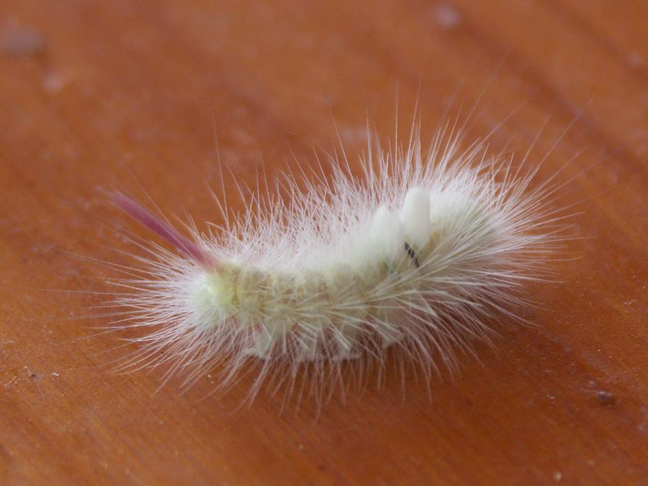 Was ist das für eine Raupe?