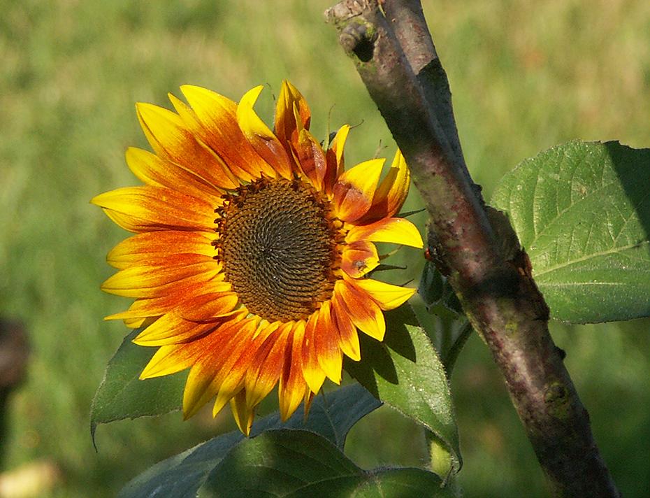 Sonnenblume im Garten