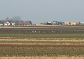 So viele Rehe dieses Jahr