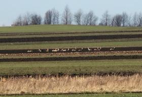Die Rehe genießen die Sonne