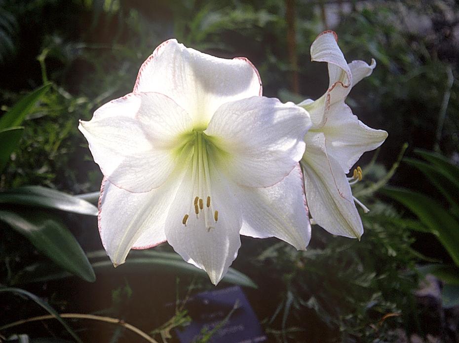 Blume im Princess of Wales Conservatory