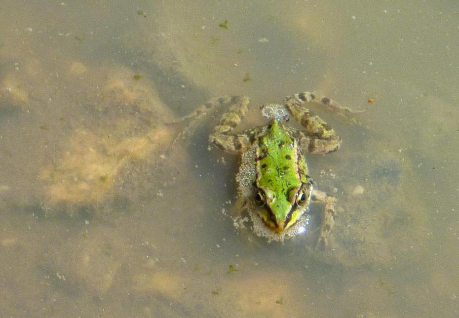Frosch in der Pfütze