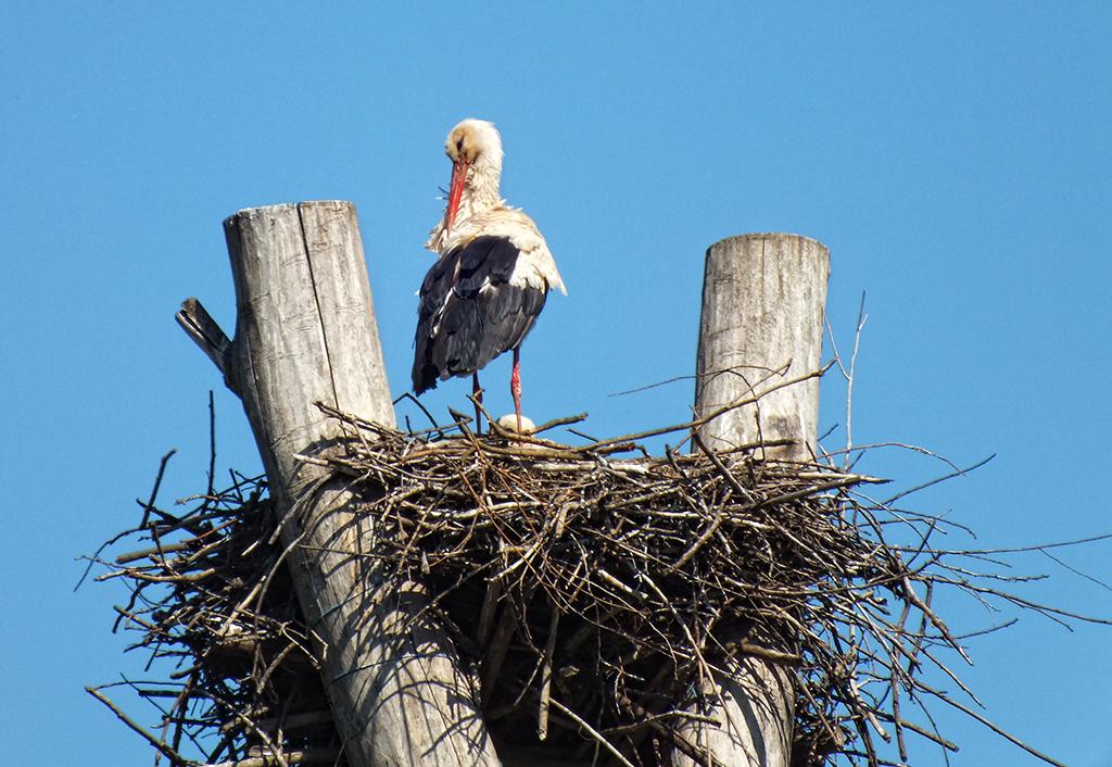 Storch, Marchegg