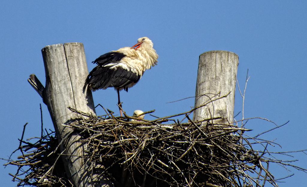 Storch, Marchegg