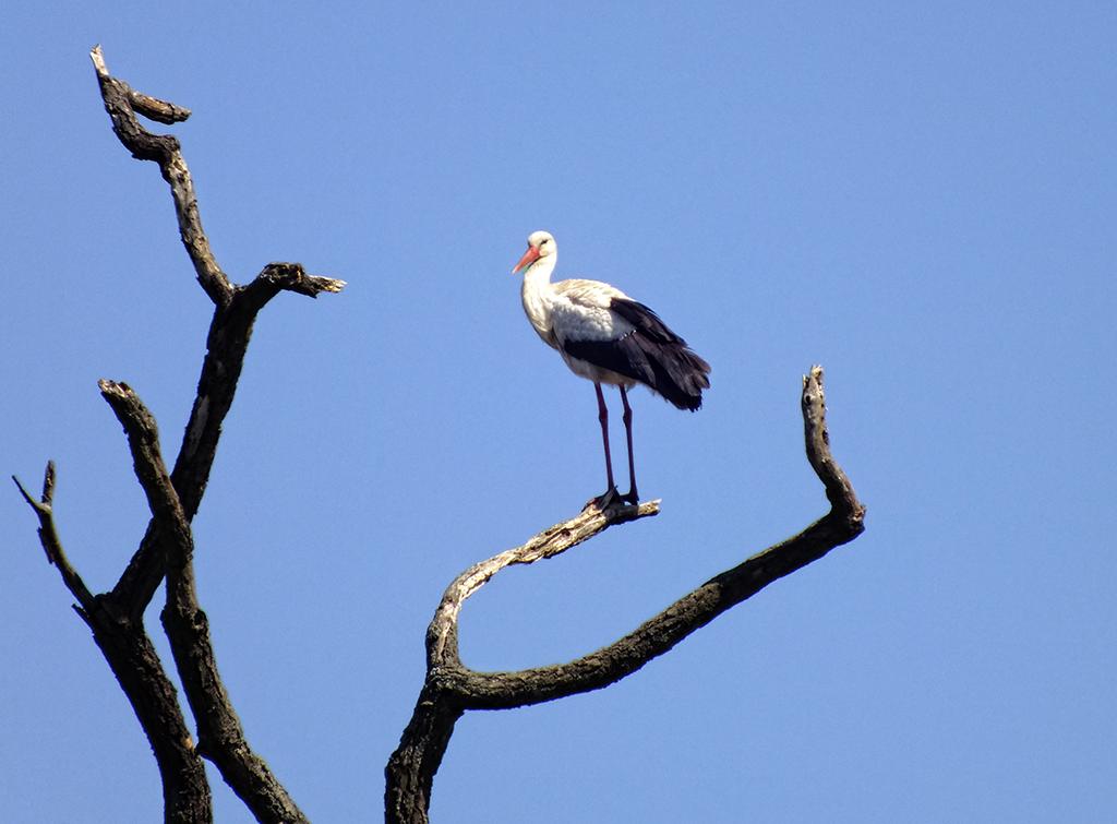 Storch, Marchegg