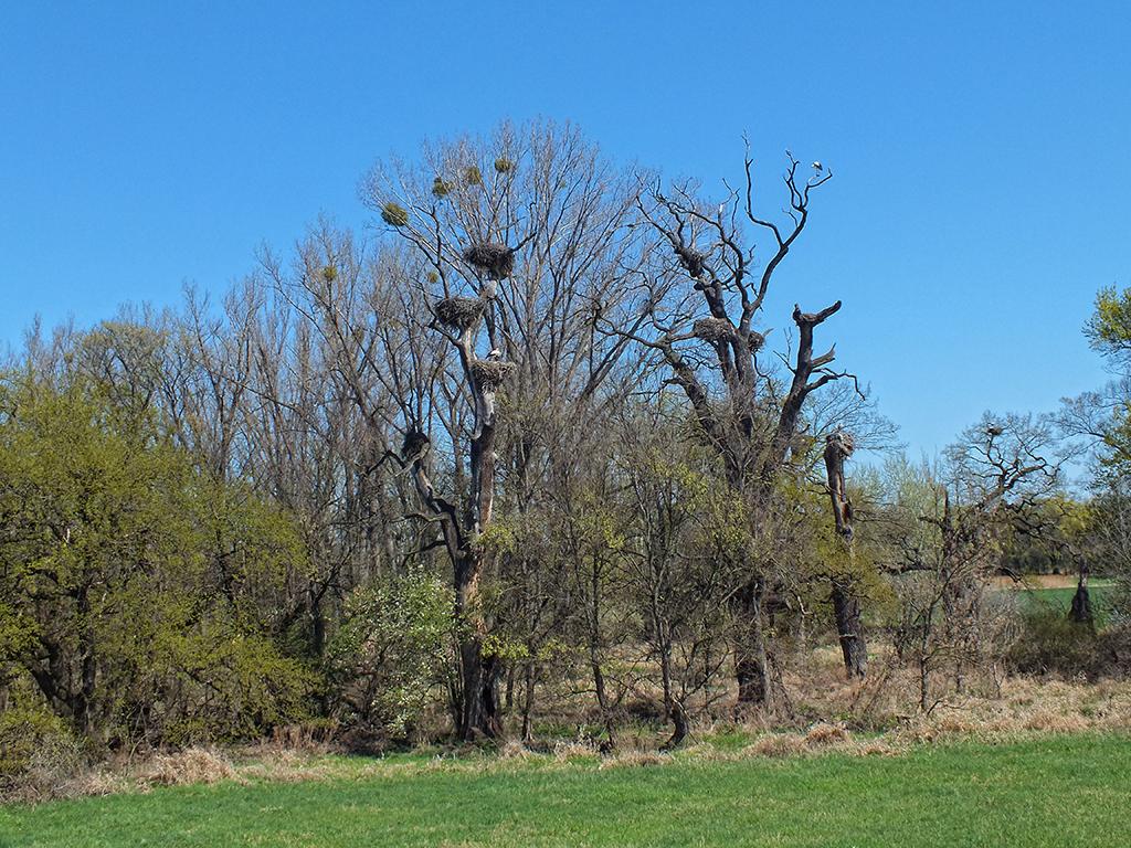 Storchbaum, Marchegg