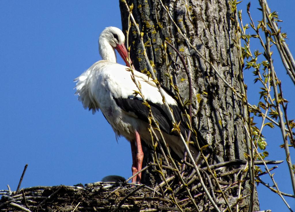 Storch, Marchegg
