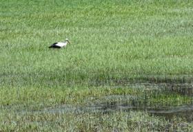 Storch in der Wiese, Marchegg