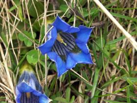 Wiesenenzian