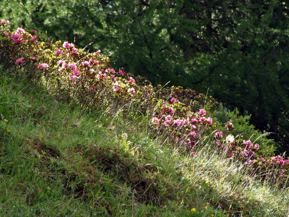 Blumen am Weg - auch aus dem Auto zu sehen