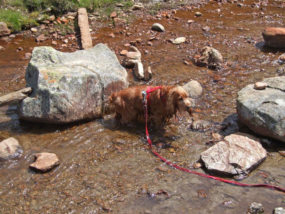 Leo badet mal wieder