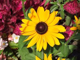 Blumen entlang der Etsch