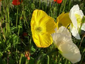 Blumen im Jardin des Plantes