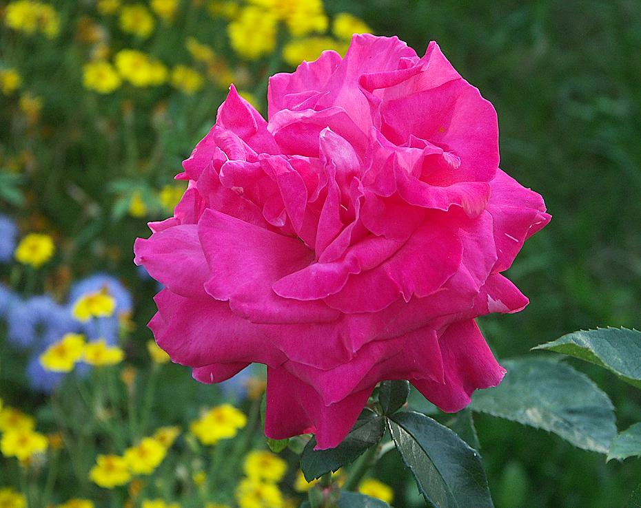 nette Blume im Vorgarten