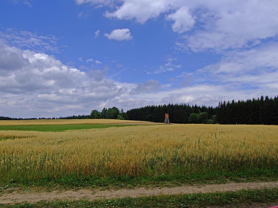 Der Wald liegt schon in Tschechien