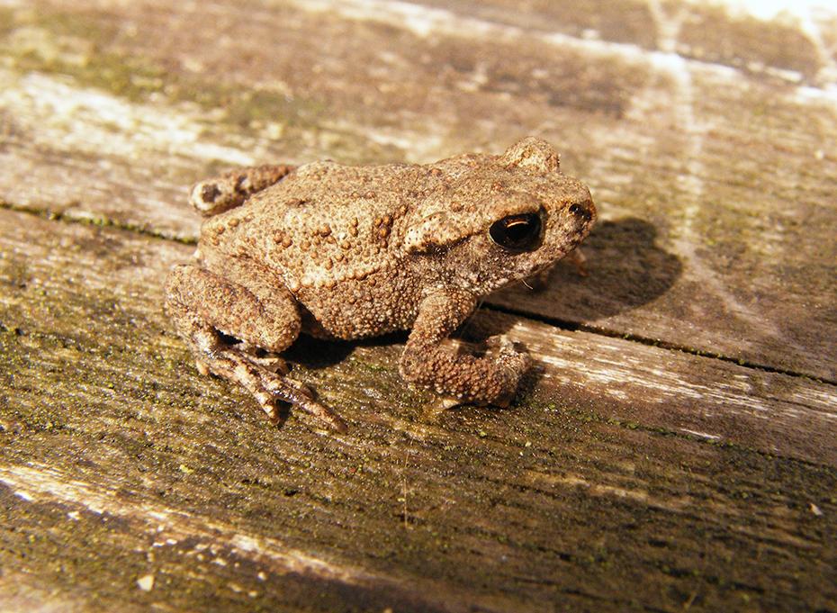 Miniaturfrosch, Reingers