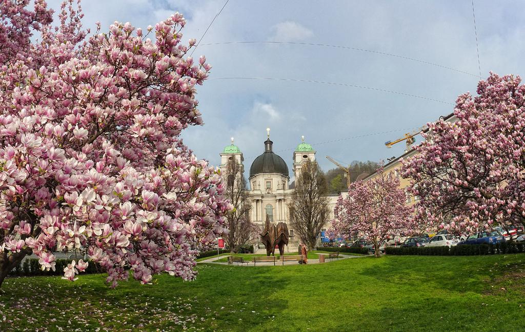 Magnolien, Salzburg