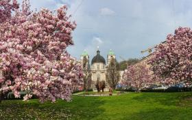 Magnolien, Salzburg