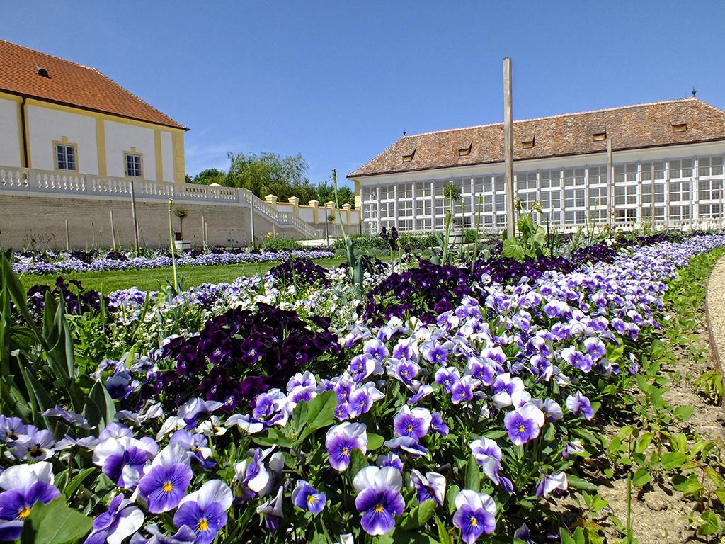 Orangerie, Schloß Hof