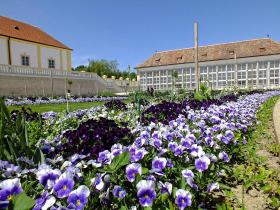 Orangerie, Schloß Hof