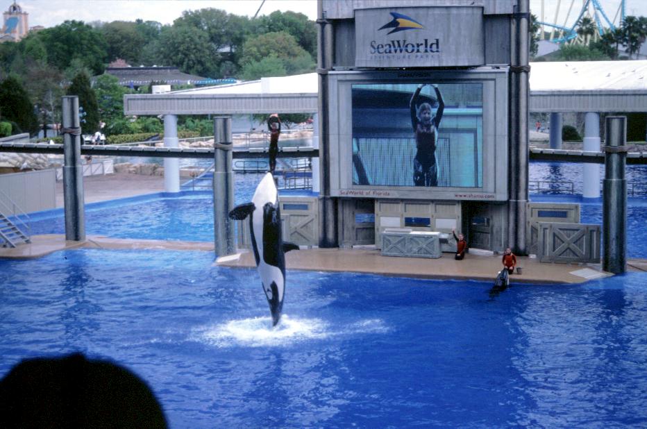 Killerwalshow im Seaworld