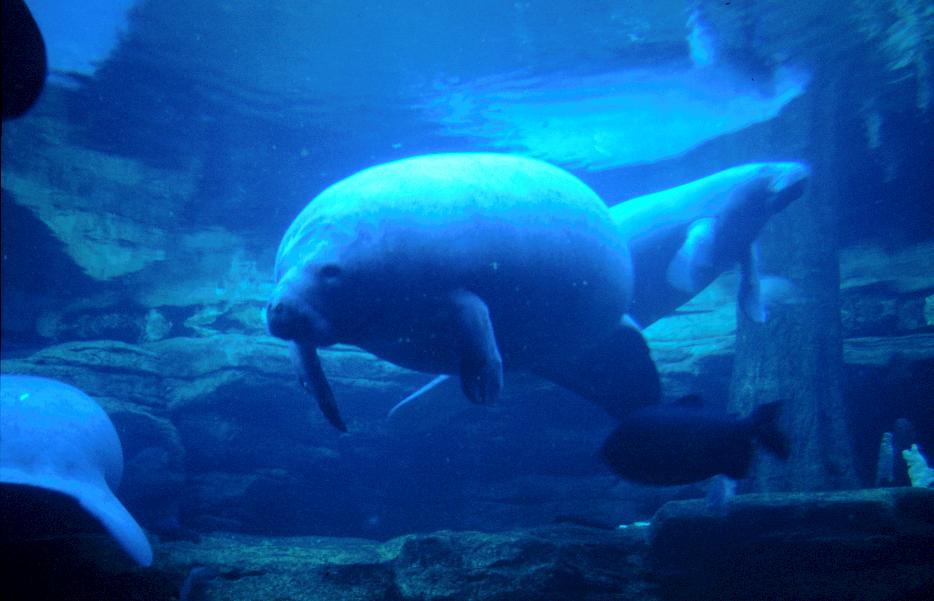 Manatees in Seaworld