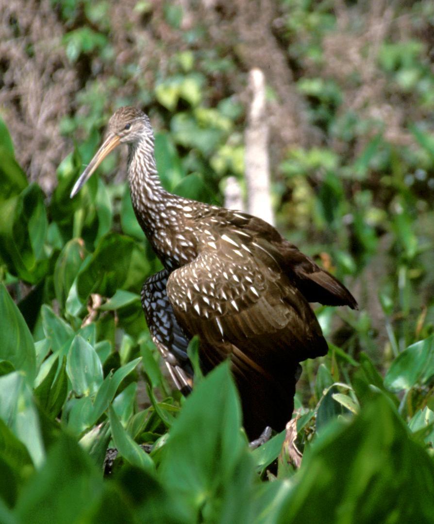 schlangenfressender seltener Vogel in Wakulla Springs