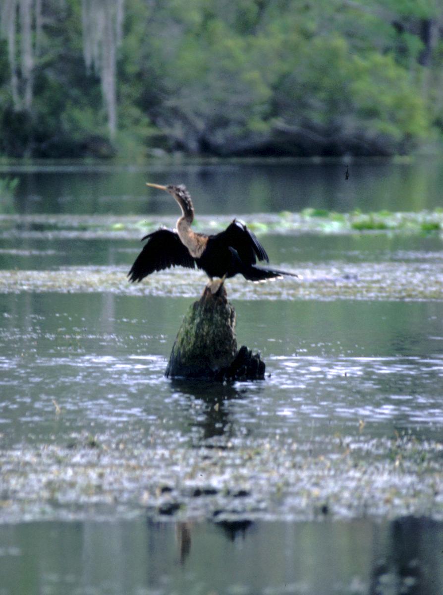 Anhinga in Wakulla Springs