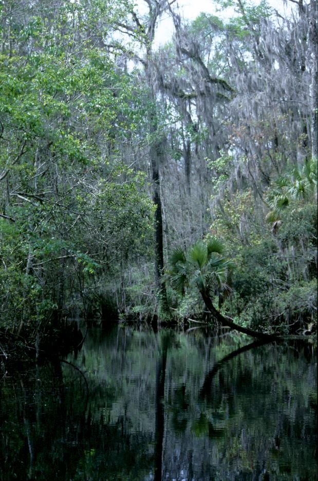 'Tarzan und Jane' Schauplatz in Wakulla Springs