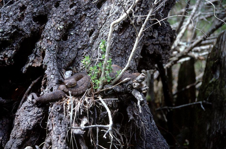 nette kleine 2m Baumschlange in Wakulla Springs