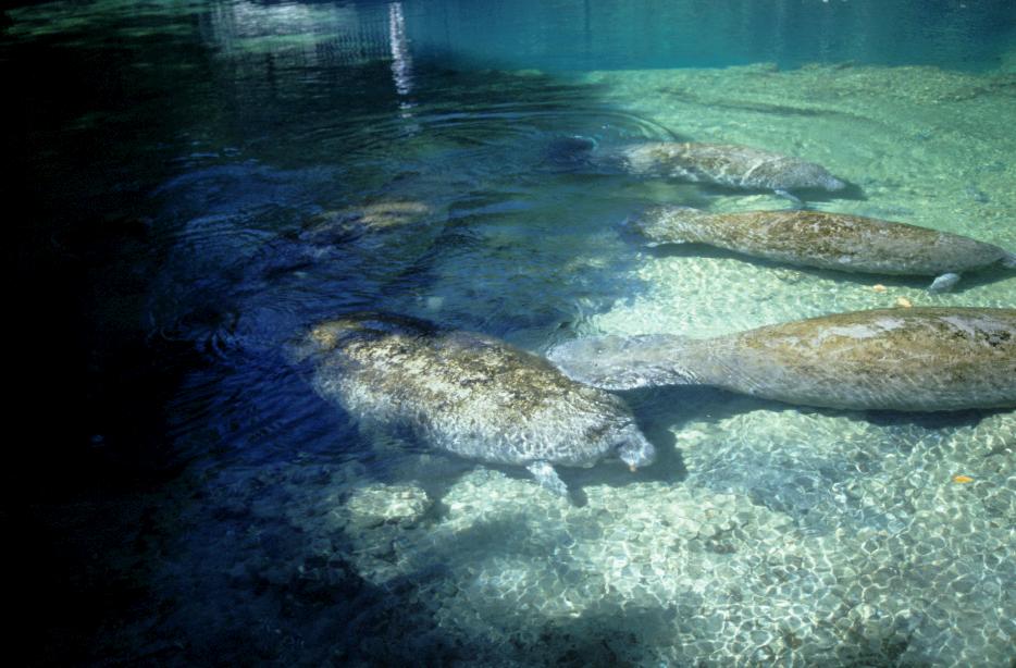 Manatees im Homosassa Statepark