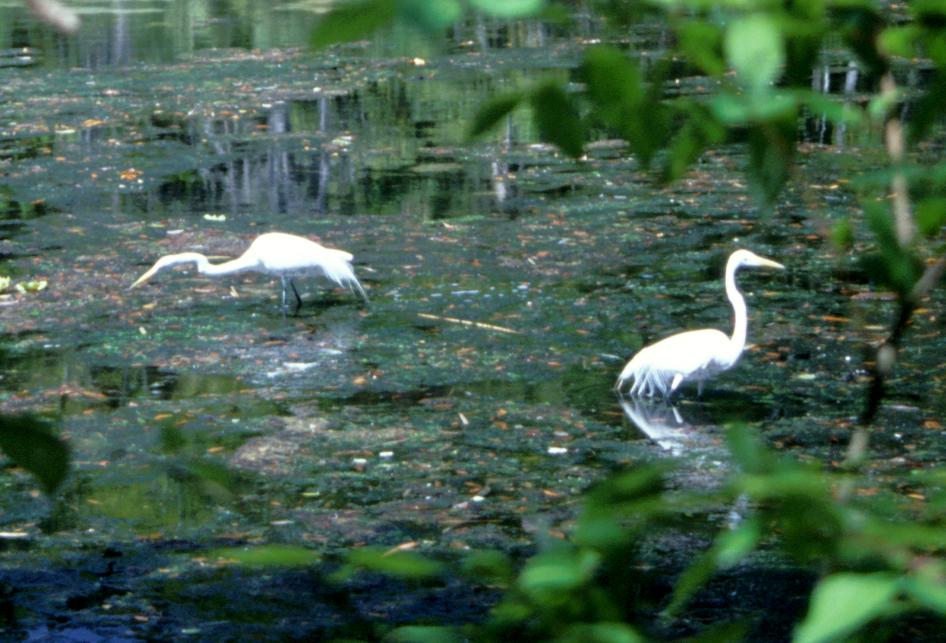 Reiher im Homosassa Statepark