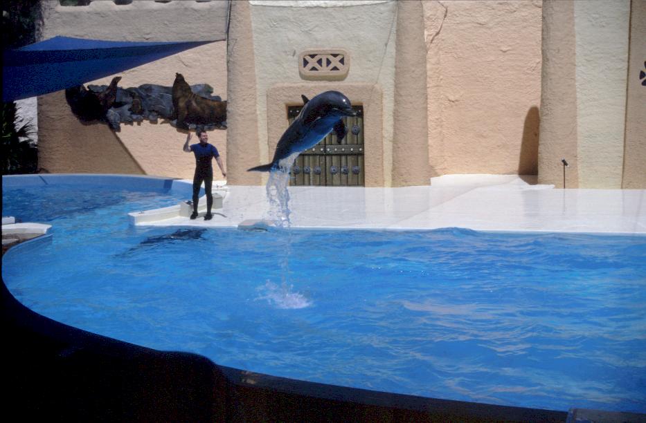 Delphin Show in Bush Gardens