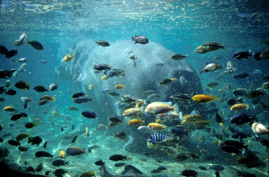 Fische und Nilpferd in Bush Gardens