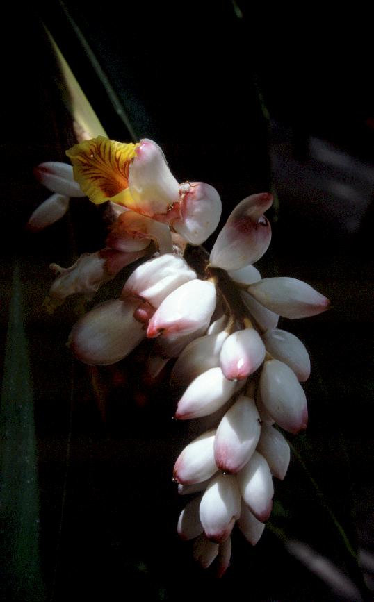 Blüte in Cypress Gardens