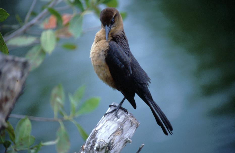 Vogel bei den Airboats