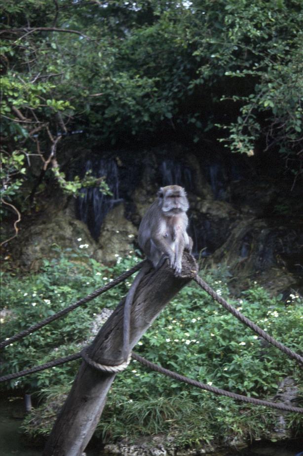 Affendame in Monkey Jungle (Miami)