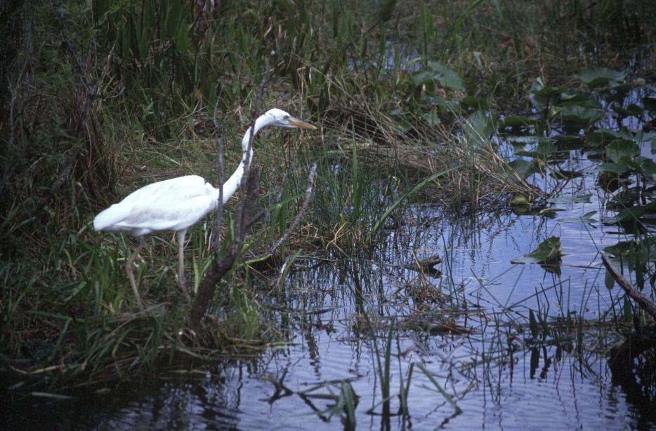 Reiher in den Everglades