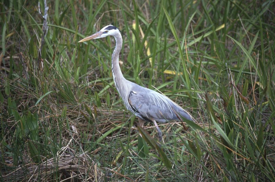 noch ein Reiher in den Everglades