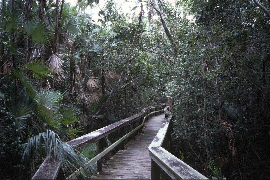 'verwunschener' Holzweg in einem Hammock in den Everglades