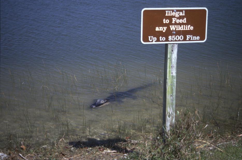 Anlegeplatz der Mietkanus in den Everglades