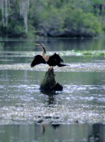 Anhinga in Wakulla Springs