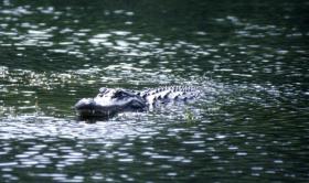 Alligator in Wakulla Springs