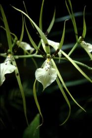 Orchideen in Selby's Garden