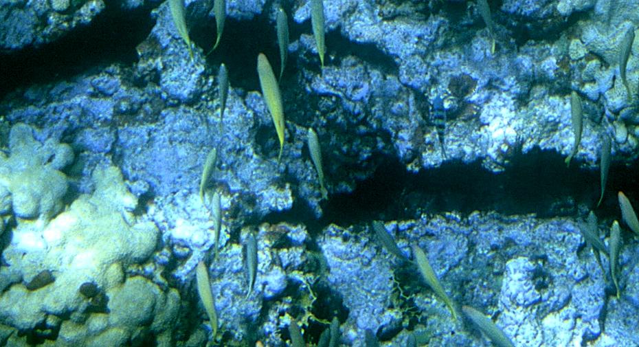 John Pennekamp Coral Reef