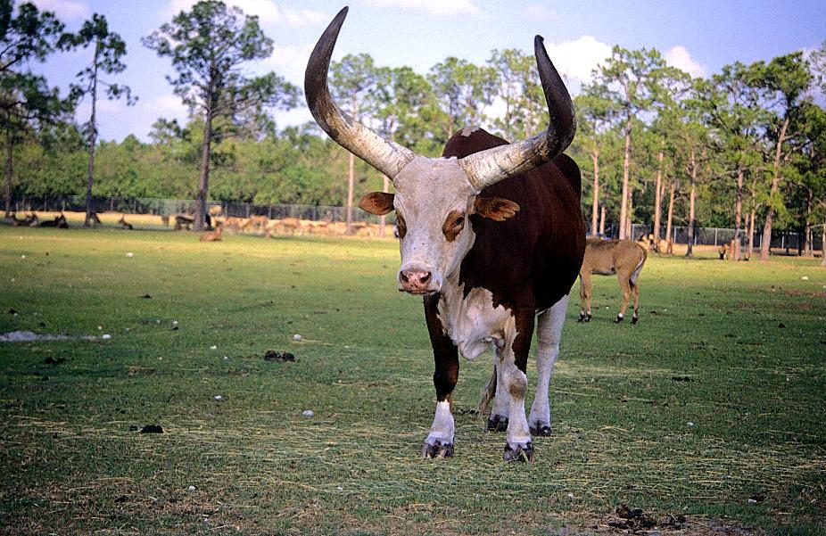 'zärtliches' Longhornweibchen im Lion Country Safari Park